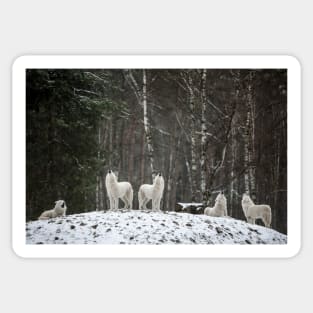 Arctic Wolves Sticker